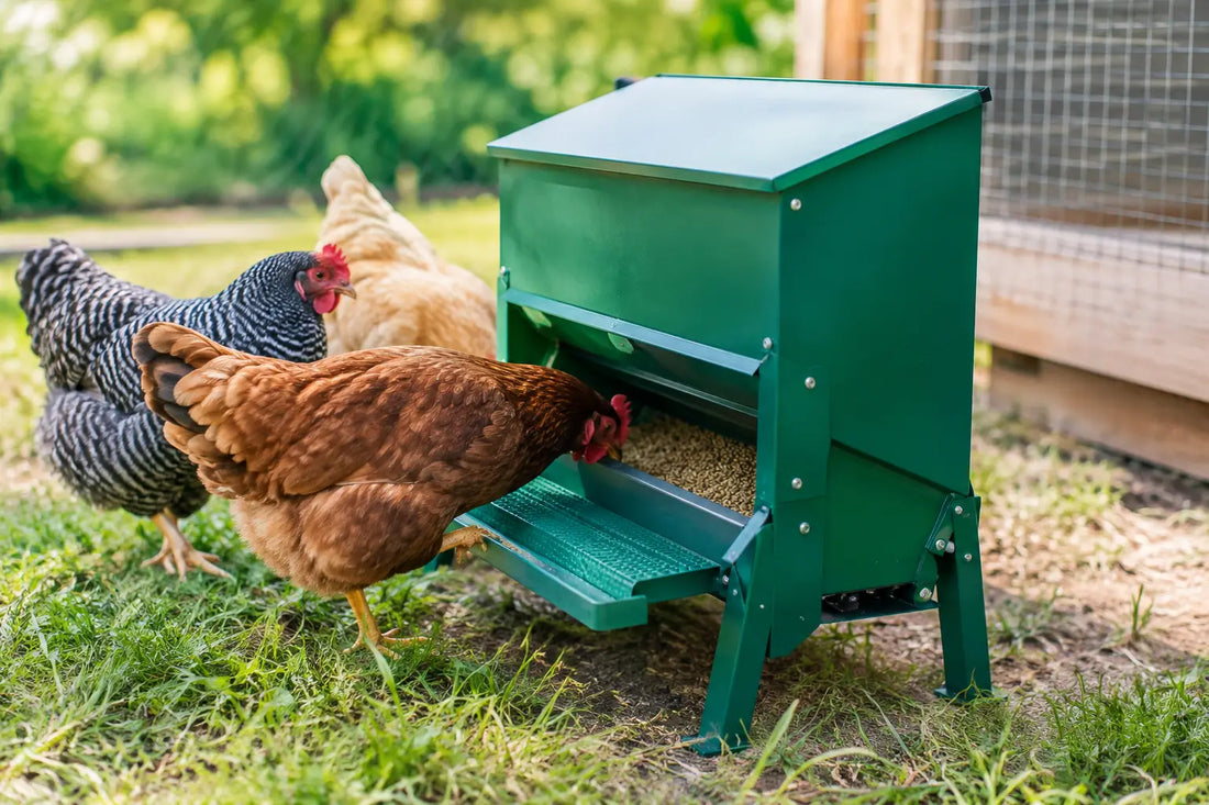 Treadle Feeder Review for Backyard Chickens