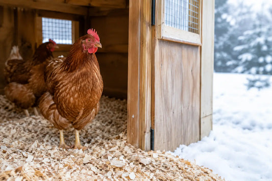 How to Winterize Coop Bedding for Dry Hens